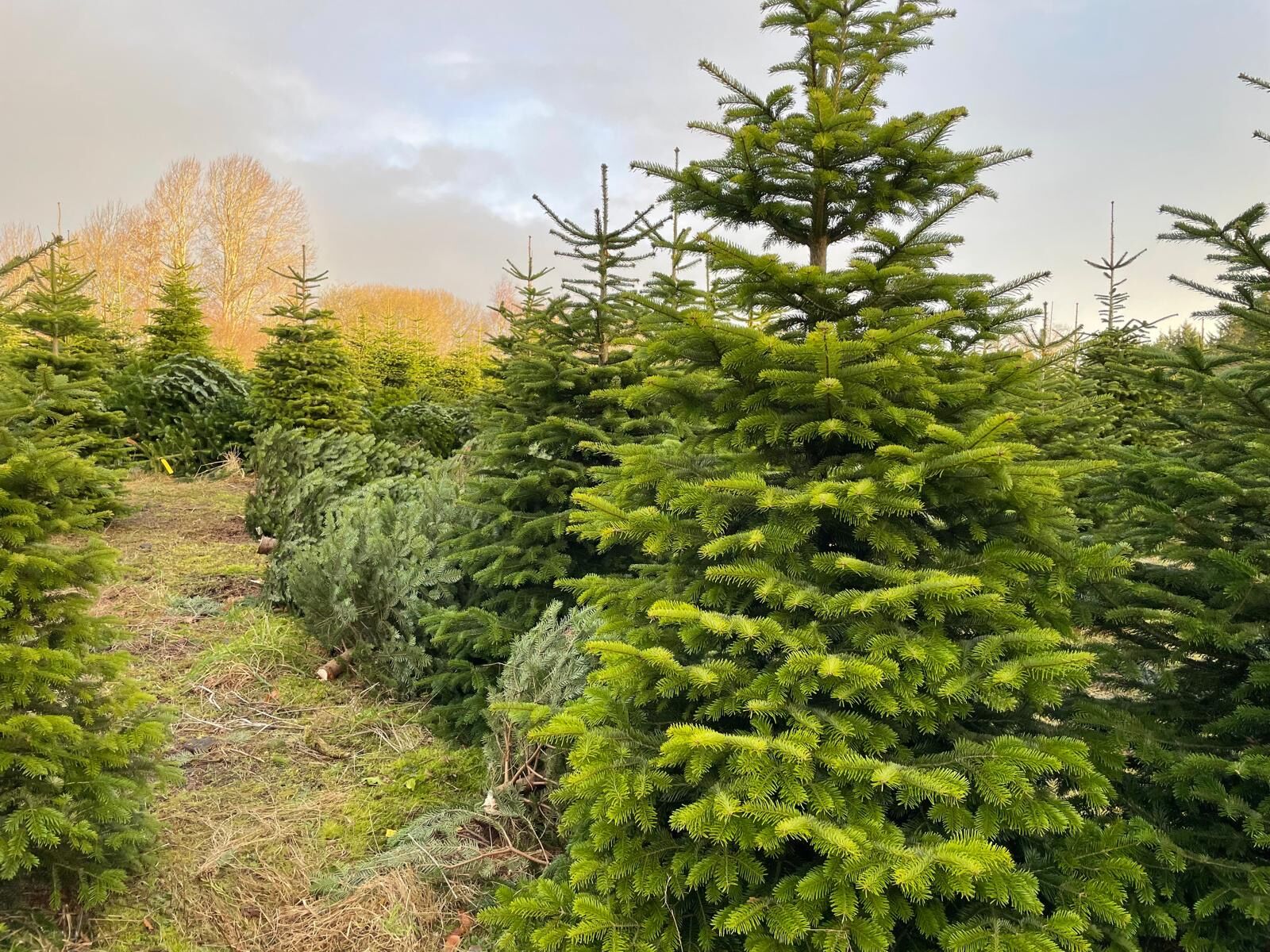 Die schönsten Weihnachtsbäume in Stuttgart